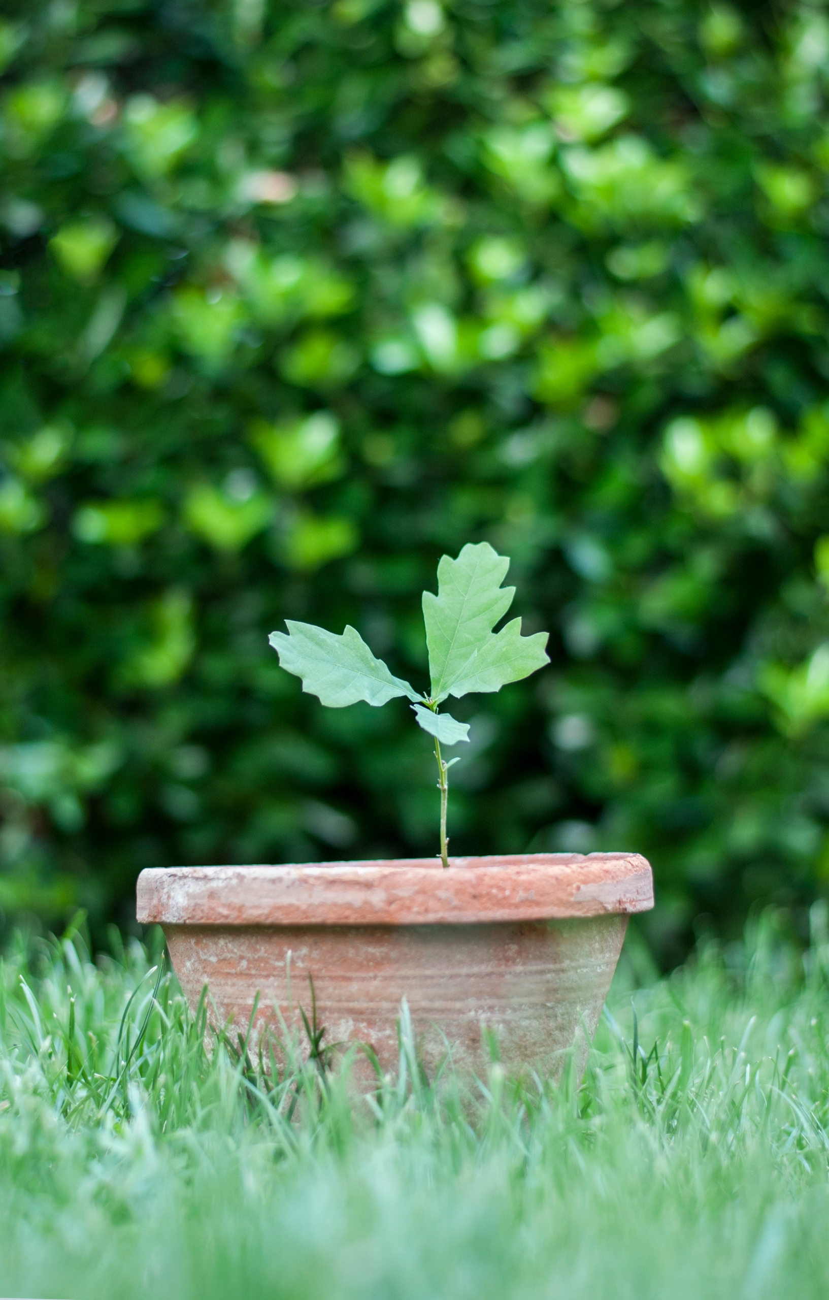 Contribute Acorn Young Oak Tree